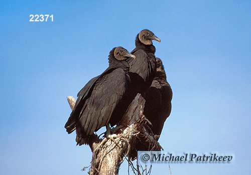 American Black Vulture (Coragyps atratus)